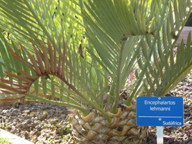 Encephalartos lehmanni, blue color and big size of the plaque. You can see the rivet.
