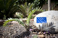 Letrero azul anodizado tama�o grande con la base regulable. Encephalartos woodi