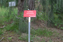 Anodized red sign. Big and riveted to aluminum base. Cupressus cashmeriana