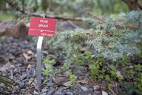 Anodized red sign. Small size and riveted to aluminum base.. Picea glauca.
