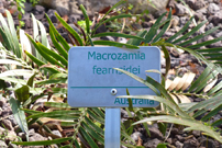 Small label with green letters riveted to aluminium base. Macrozamia feancidei