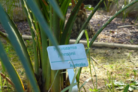 Small label with green letters riveted to aluminium base. Macrozamia johnsonii