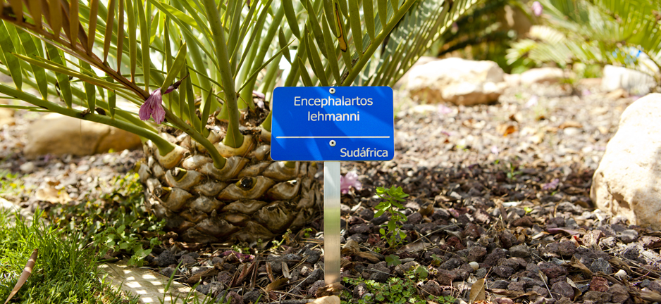 Encephalartos lehmanni letrero color azul anodizado tipografia tahoma. Lugar de origen Sud