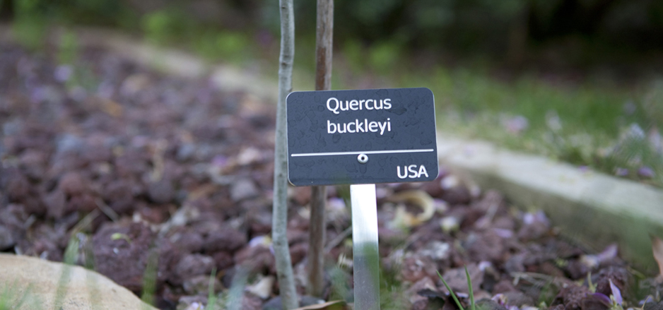 Quercus bucleyi. Placa para identificar planta en tama